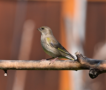Yellow Wagtail / ***