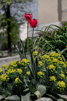 City flowers ... / ***