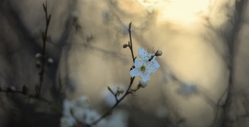 Sunrise / ***