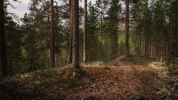 the forest trail / ***