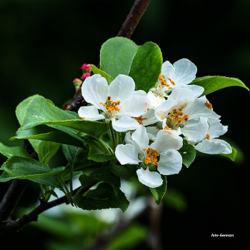 Apple / ***