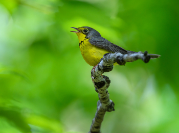 Canada warbler / Canada warbler