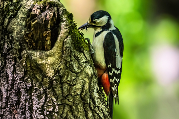 Great Spotted Woodpecker / ...