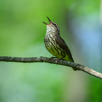 Northern waterthrush / Northern waterthrush