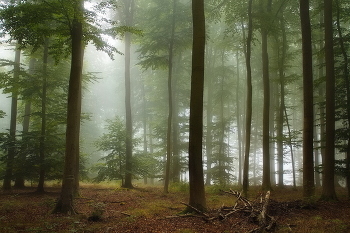 Morning in September / ***