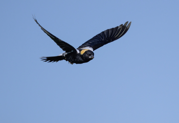 Bobolink / Bobolink