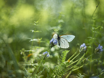 &nbsp; / Meyer-Optik Görlitz Oreston 1.8/50