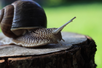 Snails / ***