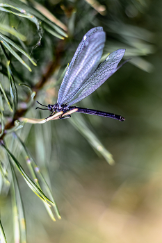 Dragonfly ... / ***