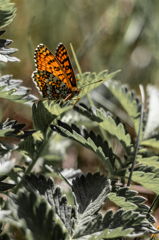 Butterfly / ***