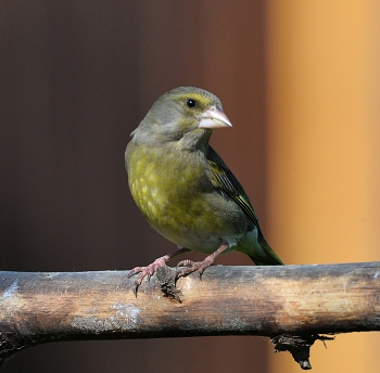 Yellow Wagtail / ***