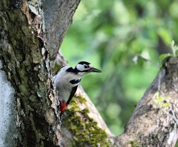 Woodpecker / ***