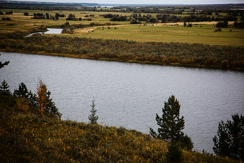 Grazing in the meadow ... / ***