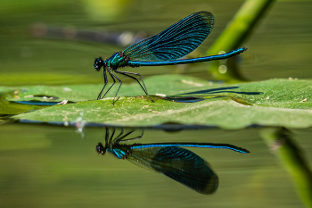 Pretty brilliant / Calopteryx splendens