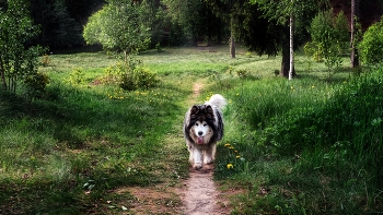 Meeting in the woods / ***