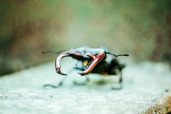 stag beetle / Nikon D 700