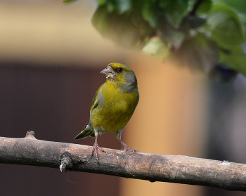 Yellow Wagtail / ***