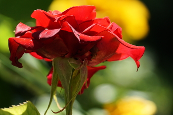 Red Rose / ***