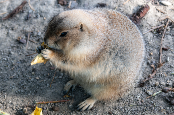 Fatty / ...