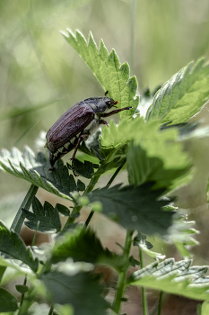 Beetle ... / ***