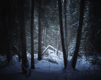 in the winter forest / ***