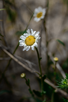 Again daisy, two daisy ... / ***