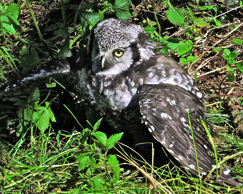 on the nest / ***