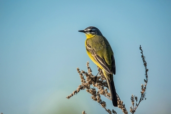 Yellow Wagtail / ***