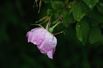 After the rain / ...