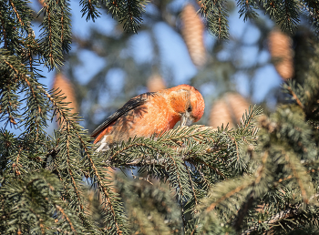 Crossbill / ***