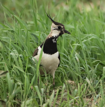 Lapwing / ***