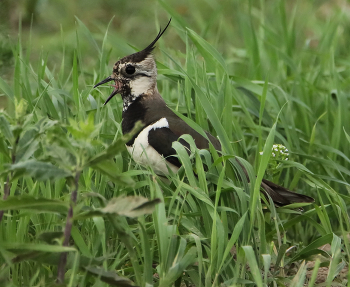 Lapwing / ***