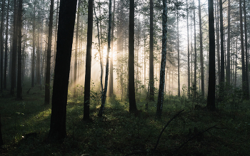 Morning in the forest / ***