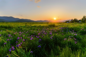 Summer Sunset / ***