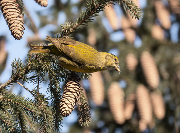 Crossbill / ***