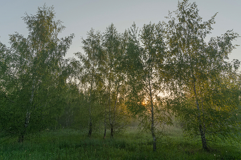 At the edge of forest / ***