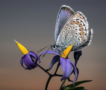 Copper-butterfly / ***