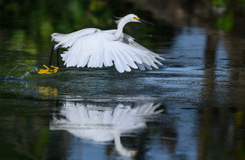 Snowy egret / Snowy egret