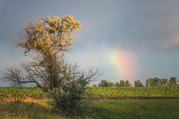 Rainbow / ***