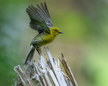 Pine warbler (m) / Pine warbler (m)