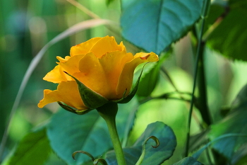 Yellow Rose / ***