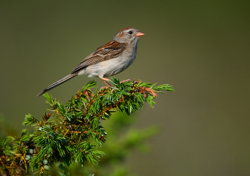 Field Sparrow / Field Sparrow