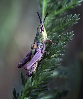 Grasshopper / ***