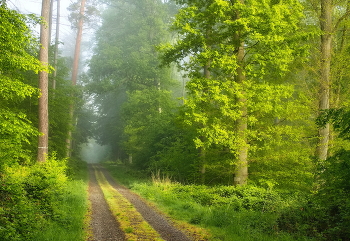 Sunny morning / ***