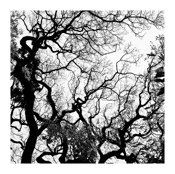 Branches. / ...