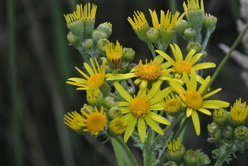 Flowers of the field / ***