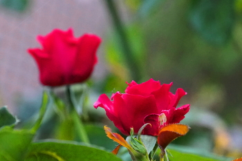 In the twilight / ***