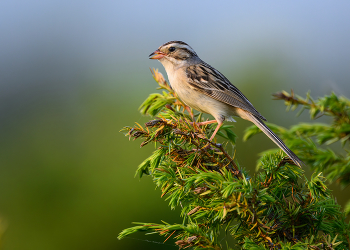 Clay-colored sparrow / Clay-colored sparrow