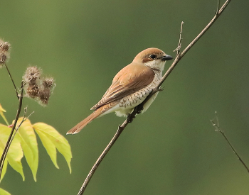 Red-backed shrike / ***