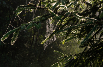 Morning in the fir forest / ***